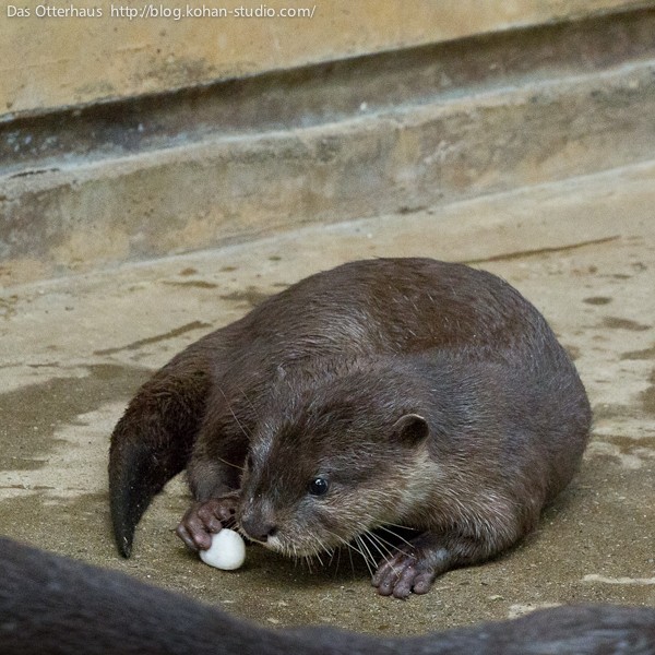 市川カワウソ・すべすべの白い石 : Das Otterhaus 【カワウソ舎】