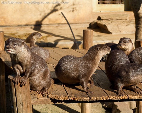 市川カワウソ・お願いがあります : Das Otterhaus 【カワウソ舎