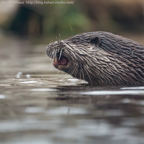 わくわく里山・縄文の里のカワウソ : Das Otterhaus 【カワウソ舎】