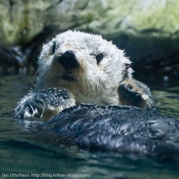 鹿児島ラッコ・チェリーさん : Das Otterhaus 【カワウソ舎】