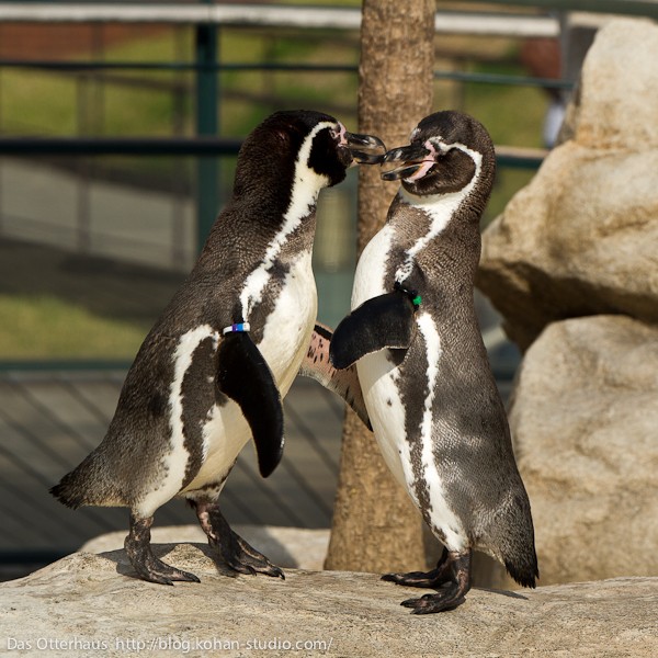 ボルトペンギン 初期 ブースター ノーマル たいた 大皇帝ペンギン/ノーマル【モンスター】《GENF-JP037》 だいこうてい