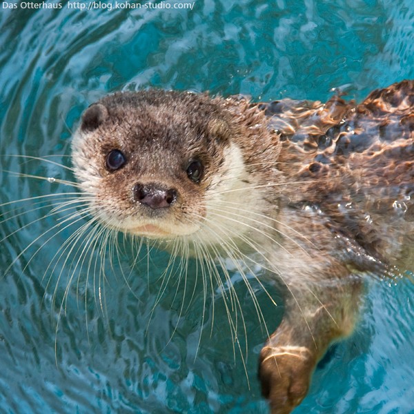 三色カワウソ : Das Otterhaus 【カワウソ舎】