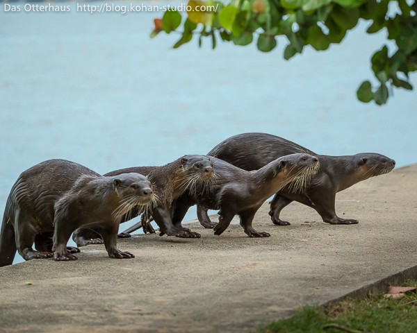 2024超人気 : カワウソ探索3＠シンガポール Das 【カワウソ舎】旧 Otterhaus キャラクターグッズ