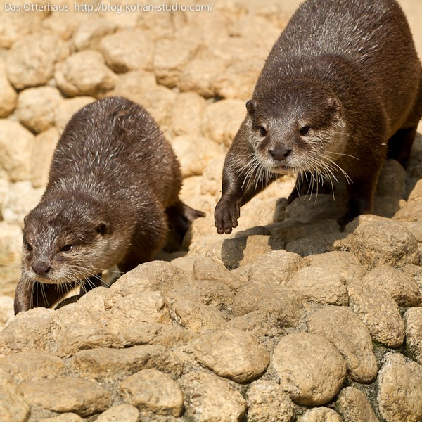 平川カワウソ・ひみつへいき登場 : Das Otterhaus 【カワウソ舎