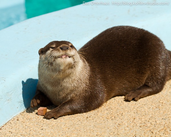 平川カワウソ・ヤマトの正体は♪ : Das Otterhaus 【カワウソ舎