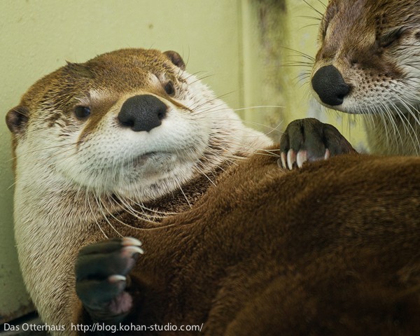 釧路カワウソ・ヒヨコ食なかま : Das Otterhaus 【カワウソ舎】