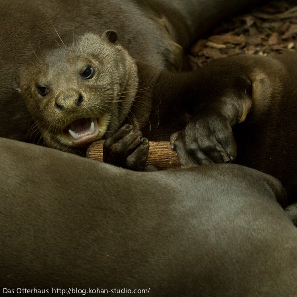 世界最大のカワウソ2・ドルトムント動物園 : Das Otterhaus