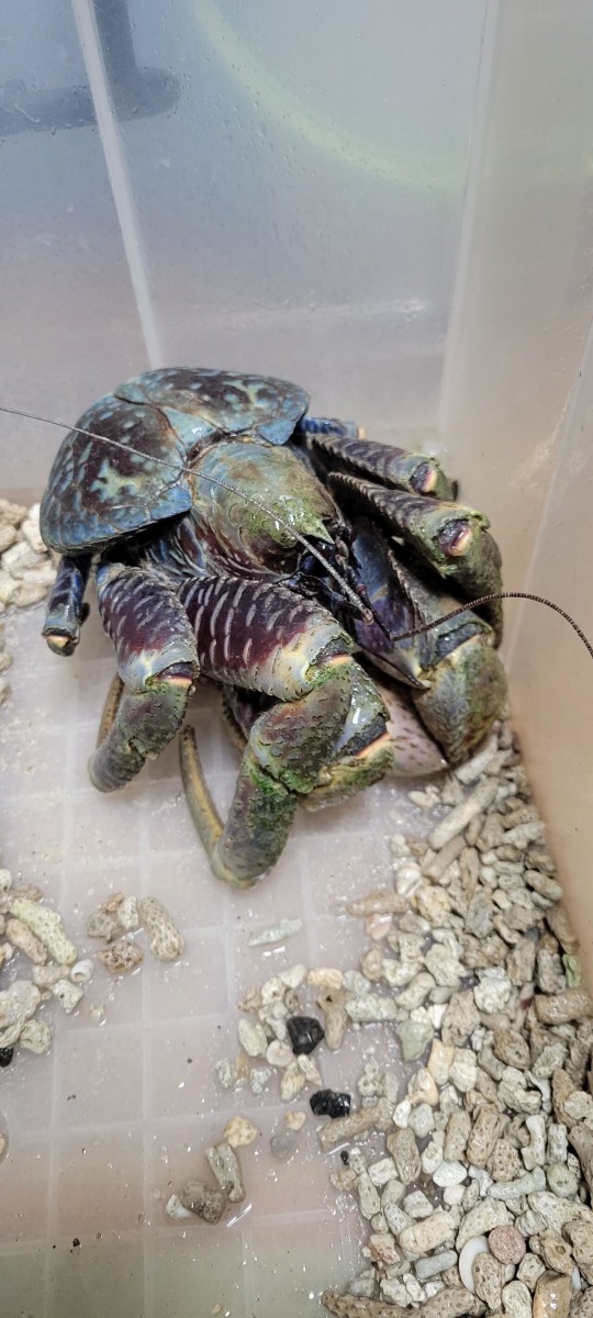 第 71 ヤシガニ 脱皮 ⑥ : 甲殻類メインの飼育記録