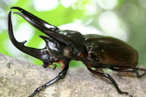 朗報 世界一かっこいい昆虫 決まる くれいん速報