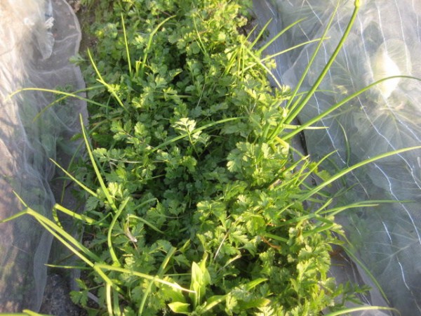 17年1月21日土曜日現在のコリアンダーと 12月種まきのディルの様子 冒険菜園の 別館 公開備忘録 愛知県西部