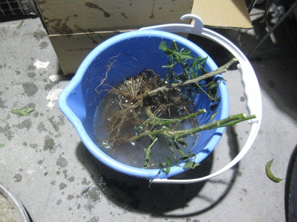 19年 タイ唐辛子 プリックチーファ を越冬苗にした 冒険菜園の 別館 公開備忘録 愛知県西部