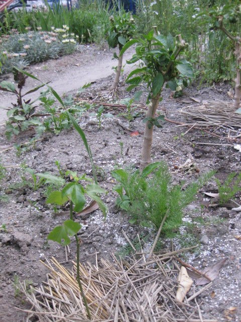 ２０１７年 越冬ピーマンの日よけ期待でパッションフルーツを植えました 冒険菜園の 別館 公開備忘録 愛知県西部