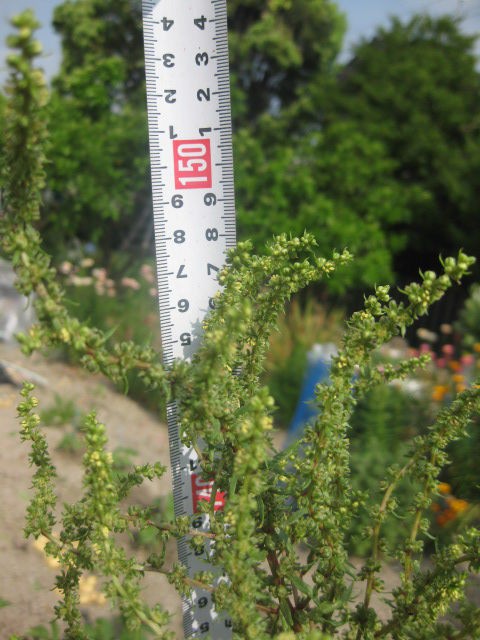 ２０１６年 ビーツの種採取目標で育てているが 冒険菜園の 別館 公開備忘録 愛知県西部