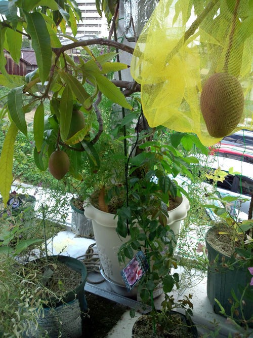 12年 鉢植えマンゴーの様子 水切れに注意しています 冒険菜園の 別館 公開備忘録 愛知県西部