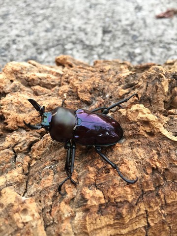 紫紺パープル血統ニジイロクワガタ販売再開 ノコノコ飼育記