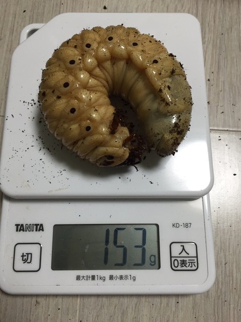 ヘラクレス幼虫150gオーバーを出す江ノ島さん。 : ノコノコ飼育記