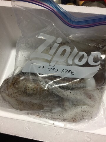 ドルクスファームかぶくわさんからイカ頂きました ノコノコ飼育記