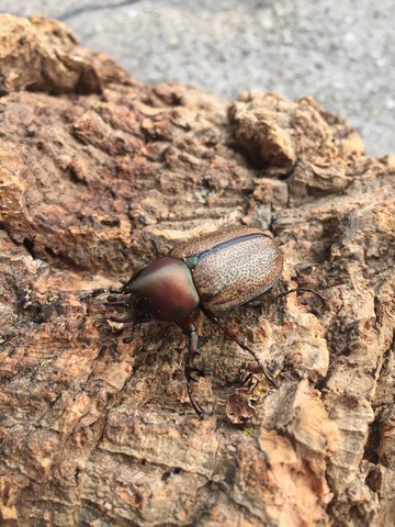 insectariumさんから飛んで来た南米最高峰のカブト。マンネレイカラカネヒナカブト。 : ノコノコ飼育記