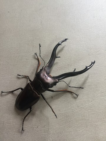 間違い無くギネス超え⁈インペラトールホソアカ。 : ノコノコ飼育記