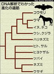 コウモリはウマやイヌの仲間 M Creaism Blog