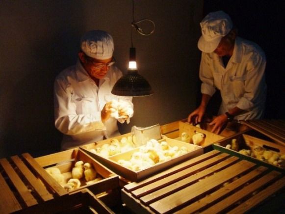 ひよこ鑑定士の平均年収 わずか500 600万円であることが判明 現金化速報 マネーとパパ活 クレジットカード現金化