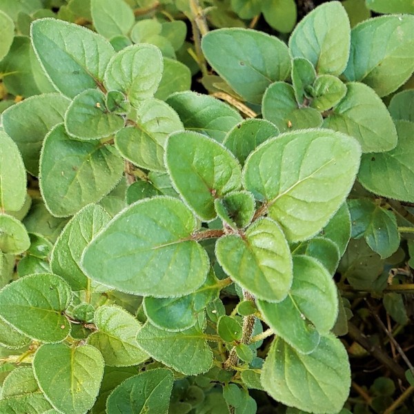 オレガノの収穫 岐阜やまがたでハーバルライフ 出戸ハーブガーデン便り