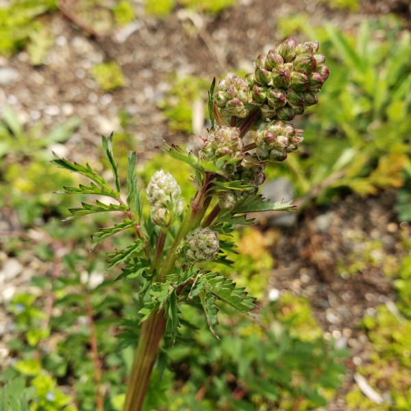 サラダバーネットとセルバチコ 岐阜やまがたでハーバルライフ 出戸ハーブガーデン便り