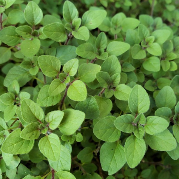 オレガノの収穫 岐阜やまがたでハーバルライフ 出戸ハーブガーデン便り