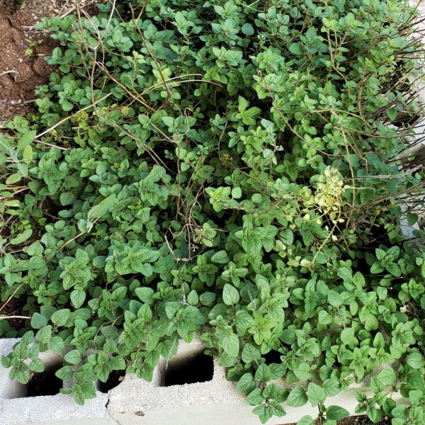 オレガノの収穫 岐阜やまがたでハーバルライフ 出戸ハーブガーデン便り