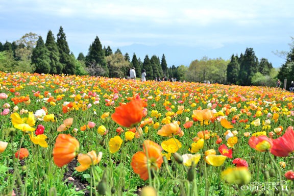 パラソルの花畑 蒼の小径 パラソルの花畑 蒼の小径