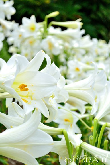 美しい花の画像 50 マドンナ リリー 花 言葉