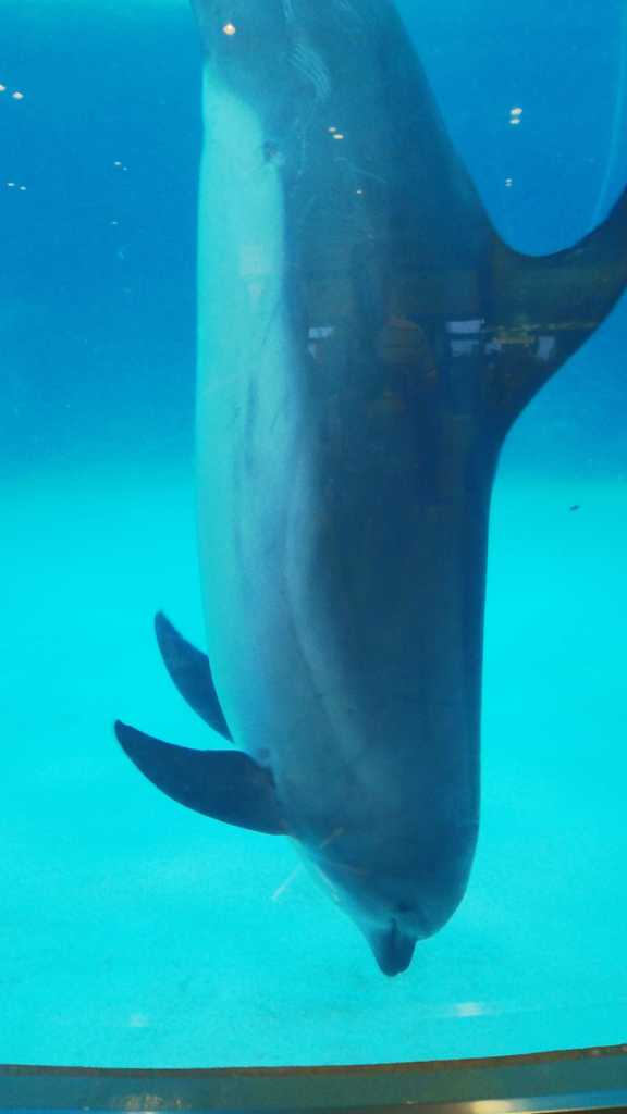 名古屋港水族館ナイトアクアリウム Happyunbirthday