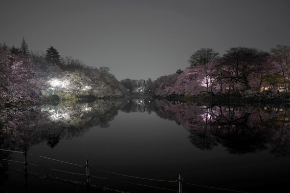 夜桜 井の頭公園 I M Never Being Boring