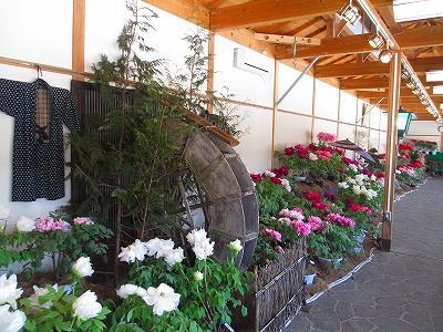 冬牡丹 室内庭園 ライブnikko2 15 Crt栃木放送 日光ｆａｎラジ