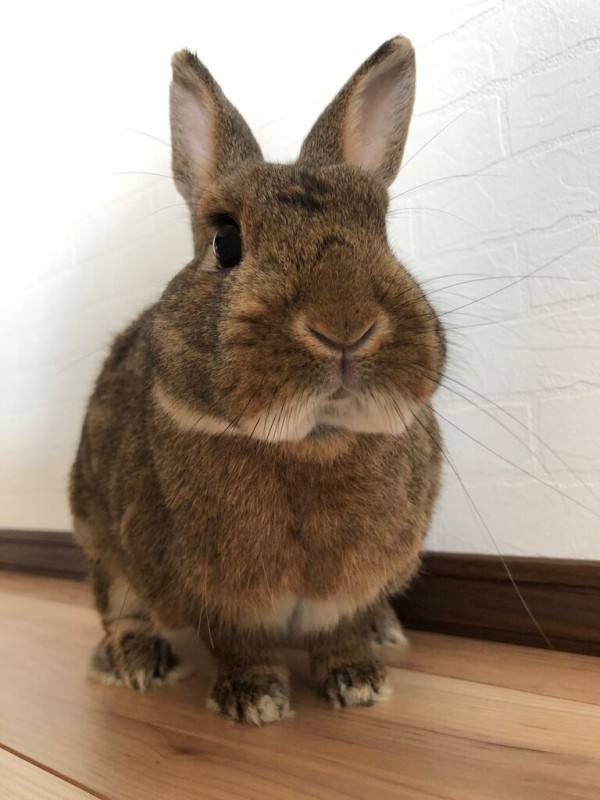 梅雨明けと換毛期 Bunny Bunny