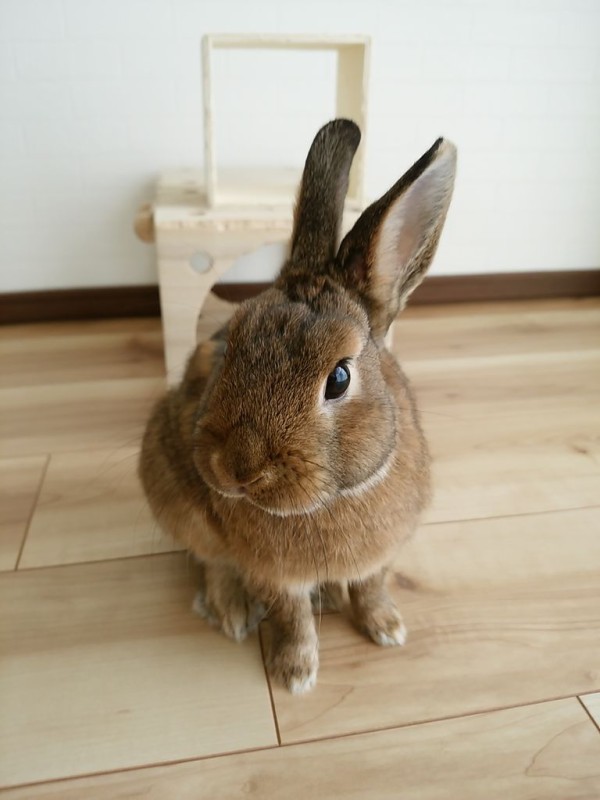 Nanci マーブル 垂れ耳 うさぎ 立ち耳うさぎ 大きな垂れ耳うさぎの魅力