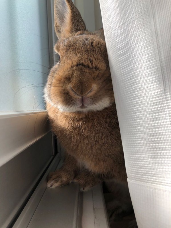 うさぎと病院 Bunny Bunny