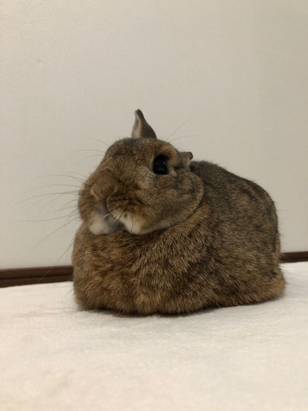 以心伝心とお耳の3時 Bunny Bunny 以心伝心とお耳の3時 Bunny Bunny