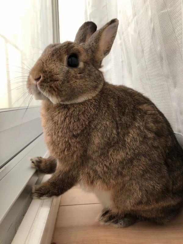 梅雨明けと換毛期 Bunny Bunny