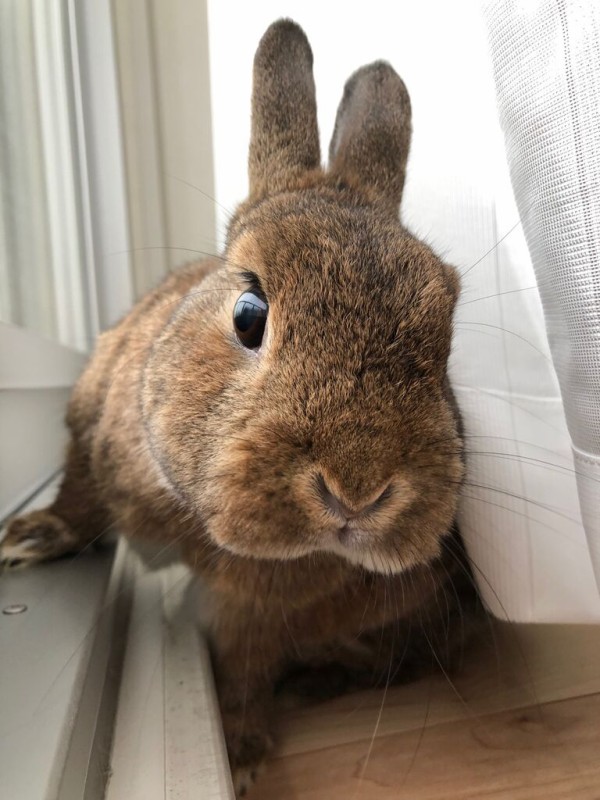 気になる音 Bunny Bunny 気になる音 Bunny Bunny