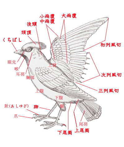 加藤純一の動画ってなんでいつも ねもうす って言ってんの 加藤純一速報 なんj