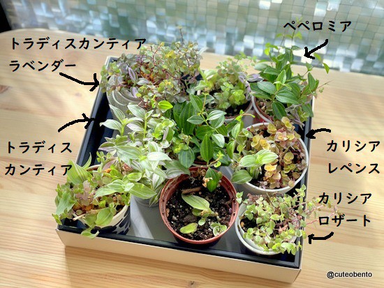 ミントを枯らす私でも大丈夫 100均観葉植物とアボカド きょうのおべんとう Powered By ライブドアブログ