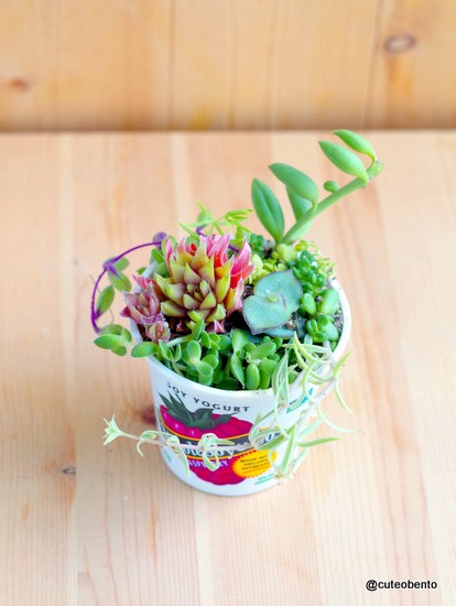 海外のヨーグルトの空容器で多肉植物の寄せ植え きょうのおべんとう Powered By ライブドアブログ