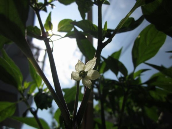 心に強く訴えるししとう 花 最高の花の画像