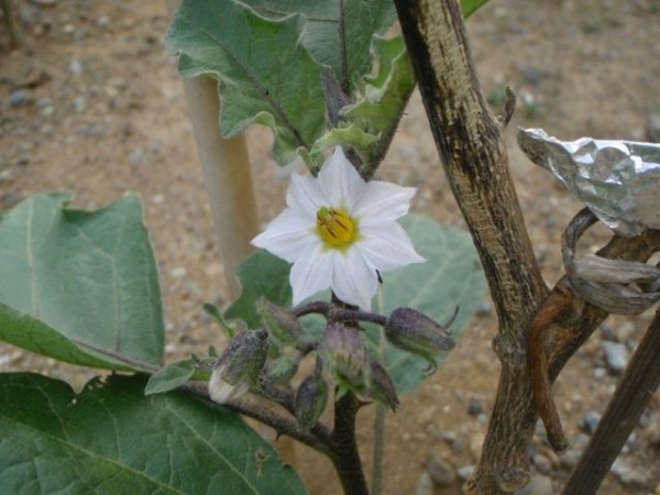 ナスの花 都心から郊外へ9