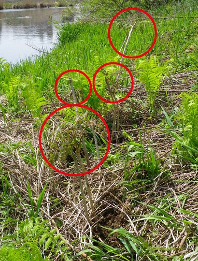 タラの木移植作戦決行中 どこかの秘密基地