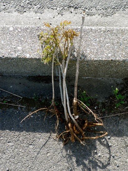 タラの木移植作戦決行中 どこかの秘密基地
