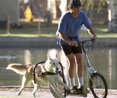 犬と自転車との切れない関係 サイクルロード 自転車への道