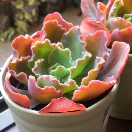 エケベリア プリンセスパール 多肉も焼けるベランダより