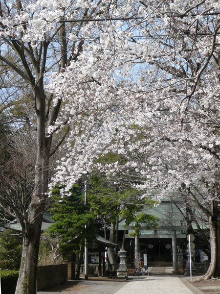 野木神社の桜 二輪草はそろそろ見頃 杏林製薬の桜公開は今週末です 野木町 Soba De Sova